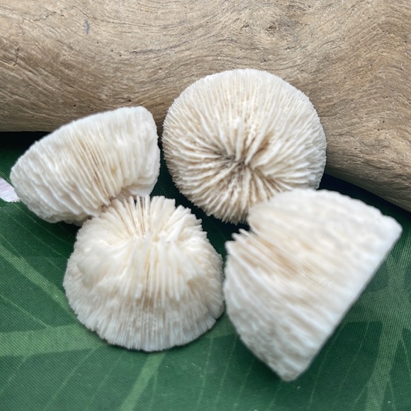 4 REAL White “Cap” Mushroom  Corals LOT Nautical Coastal Collecting aquarium - Picture 9 of 17